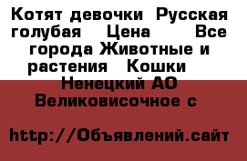 Котят девочки “Русская голубая“ › Цена ­ 0 - Все города Животные и растения » Кошки   . Ненецкий АО,Великовисочное с.